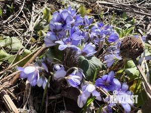 Дом 22м&sup2;, 1-этажный, участок 5 сот.  