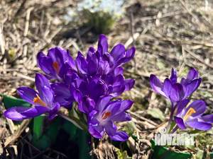 Дом 22м&sup2;, 1-этажный, участок 5 сот.  