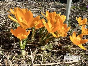 Дом 22м&sup2;, 1-этажный, участок 5 сот.  