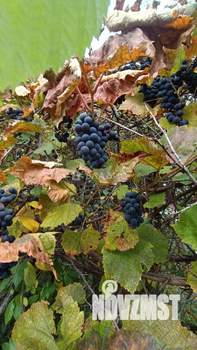 Дом 40м&sup2;, 2-этажный, участок 6 сот.  