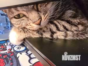 2-к квартира, на длительный срок, 52м2, 1/2 этаж