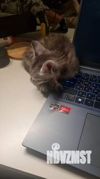 2-к квартира, на длительный срок, 52м2, 1/2 этаж