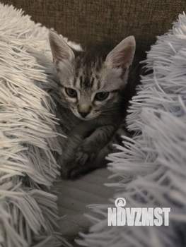 2-к квартира, на длительный срок, 52м2, 1/2 этаж