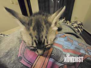 2-к квартира, на длительный срок, 52м2, 1/2 этаж